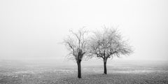 Panorama di alberi ghiacciati in un campo – Austria, fotografia artistica in bianco e nero