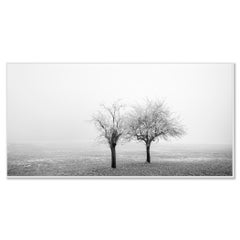 Panorama di alberi ghiacciati in un campo – Austria, fotografia artistica in bianco e nero