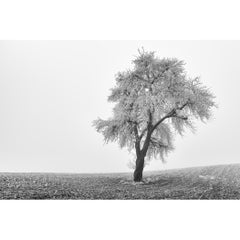 Solitary Tree in Misty Winter Field, Minimalist Black and White Photograph