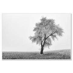 Solitary Tree in Misty Winter Field, Minimalist Black and White Photograph