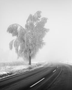 Frozen Birch Tree – Austria – Minimalist Black and White Winter Landscape