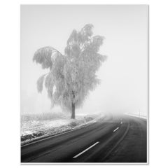 Frozen Birch Tree – Austria – Minimalist Black and White Winter Landscape