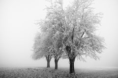 Frozen Apple Trees Study 3 – Austria, Black-and-White Fine Art Photography