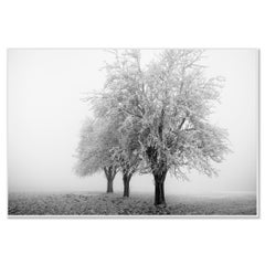 Frozen Apple Trees Study 3 – Austria, Black-and-White Fine Art Photography
