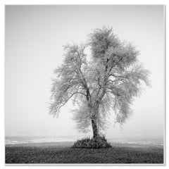Albero solitario brinato - Paesaggio invernale minimalista, stampa in bianco e nero