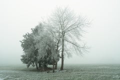 « Groupe d'arbres recouverts de givre », photographie d'art en édition limitée en couleur