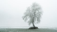 Panorama d'un arbre recouvert de givre, tirage d'art en édition limitée en couleur