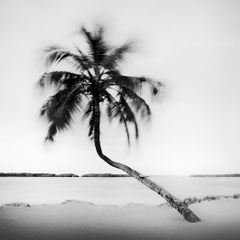 „Bent Palm Study 1“, Florida, minimalistische Schwarz-Weiß-Landschaftsaufnahme