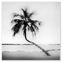 „Bent Palm Study 1“, Florida, minimalistische Schwarz-Weiß-Landschaftsaufnahme