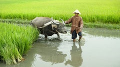 Arrocero con Búfalo de agua, paisaje colorido, Vietnam - edición limitada