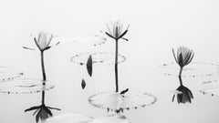 Estudio panorámico de la flor de loto n.º 2 – Fotografía minimalista en blanco y negro, Vietnam