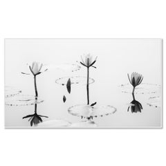 Estudio panorámico de la flor de loto n.º 2 – Fotografía minimalista en blanco y negro, Vietnam
