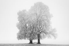 Ort zum Verweilen, Winter - Minimalistisches Ackerland mit zwei Bäumen, Großformatfoto