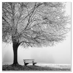 Cold Foggy Winter Morning – Minimalist Black and White Winter Landscape Photo