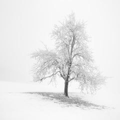 Árbol invernal cubierto de escarcha – Austria – Fotografía paisajística minimalista en blanco y negro