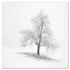 Árbol invernal cubierto de escarcha – Austria – Fotografía paisajística minimalista en blanco y negro