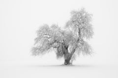 Minimalist Winter Tree, Limited-Edition Black-and-White Fine Art Landscape Print