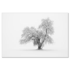 Minimalist Winter Tree, Limited-Edition Black-and-White Fine Art Landscape Print