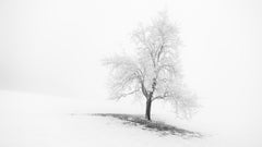 Panorama de un árbol invernal cubierto de escarcha – Austria, fotografía de paisaje en blanco y negro