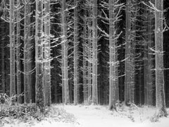 Camino por el bosque helado – Fotografía en blanco y negro de un paisaje invernal