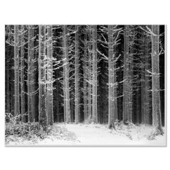 Camino por el bosque helado – Fotografía en blanco y negro de un paisaje invernal