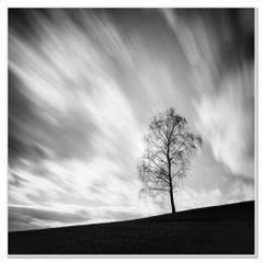 Black Birch – Fotografia artistica minimalista in bianco e nero, Austria