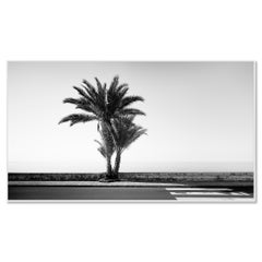 Palmera al borde de la carretera – Fotografía artística en blanco y negro de edición limitada
