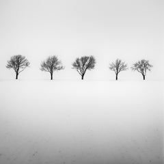Cinq arbres dans un champ enneigé, en Autriche, photo de paysage en noir et blanc prise en argentique