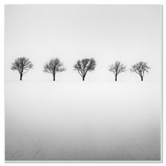 Cinq arbres dans un champ enneigé, en Autriche, photo de paysage en noir et blanc prise en argentique