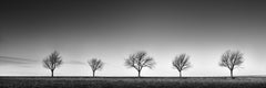 Row of five Trees Austria, panorama, black and white, landscape, photography