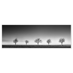 Row of five Trees Austria, panorama, black and white, landscape, photography