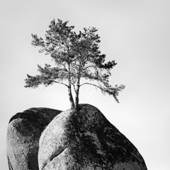 Einsamer Baum auf dem Felsen, Österreich, Schwarz-Weiß-Kunstfotografie