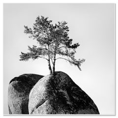Einsamer Baum auf dem Felsen, Österreich, Schwarz-Weiß-Kunstfotografie