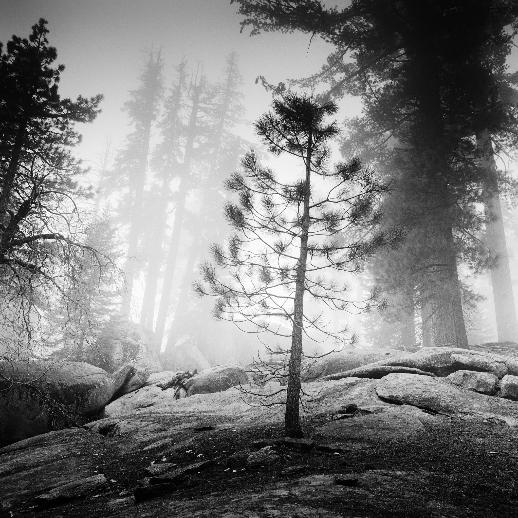 Into the Wild, USA – Black-and-White Limited Edition Landscape Photograph