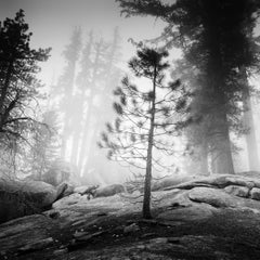 Into the Wild, Stati Uniti – Fotografia paesaggistica in bianco e nero in edizione limitata