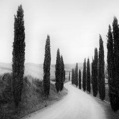 Von Zypressen gesäumter Weg – Toskana, Italien – Schwarz-Weiß-Landschaftsfoto
