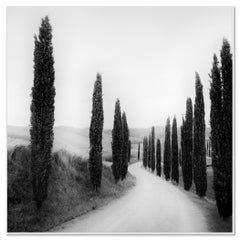 Von Zypressen gesäumter Weg – Toskana, Italien – Schwarz-Weiß-Landschaftsfoto