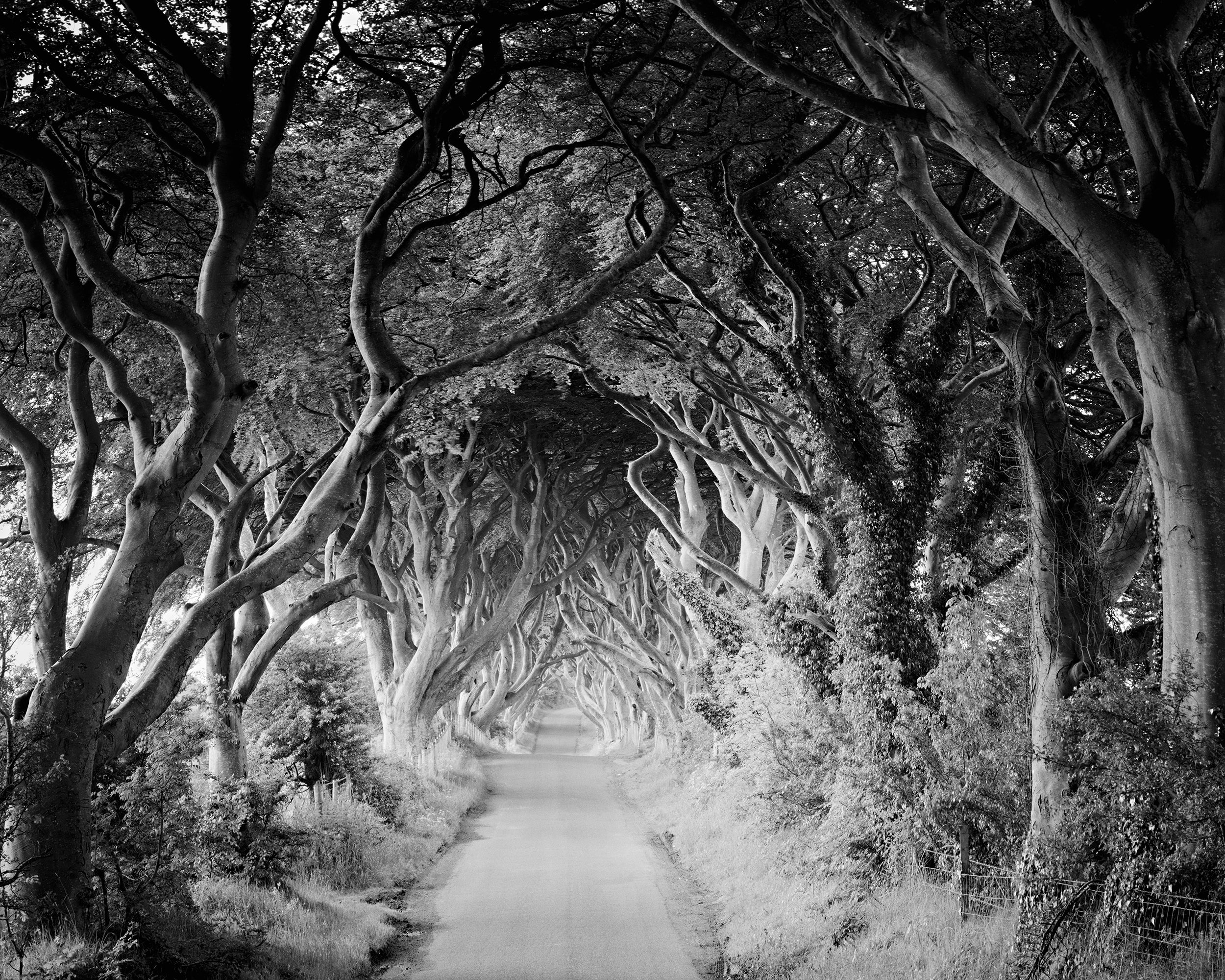 Gerald Berghammer Landscape Photograph – The Dark Hedges – Schwarz-Weiß-Fotografie in limitierter Auflage, Nordirland