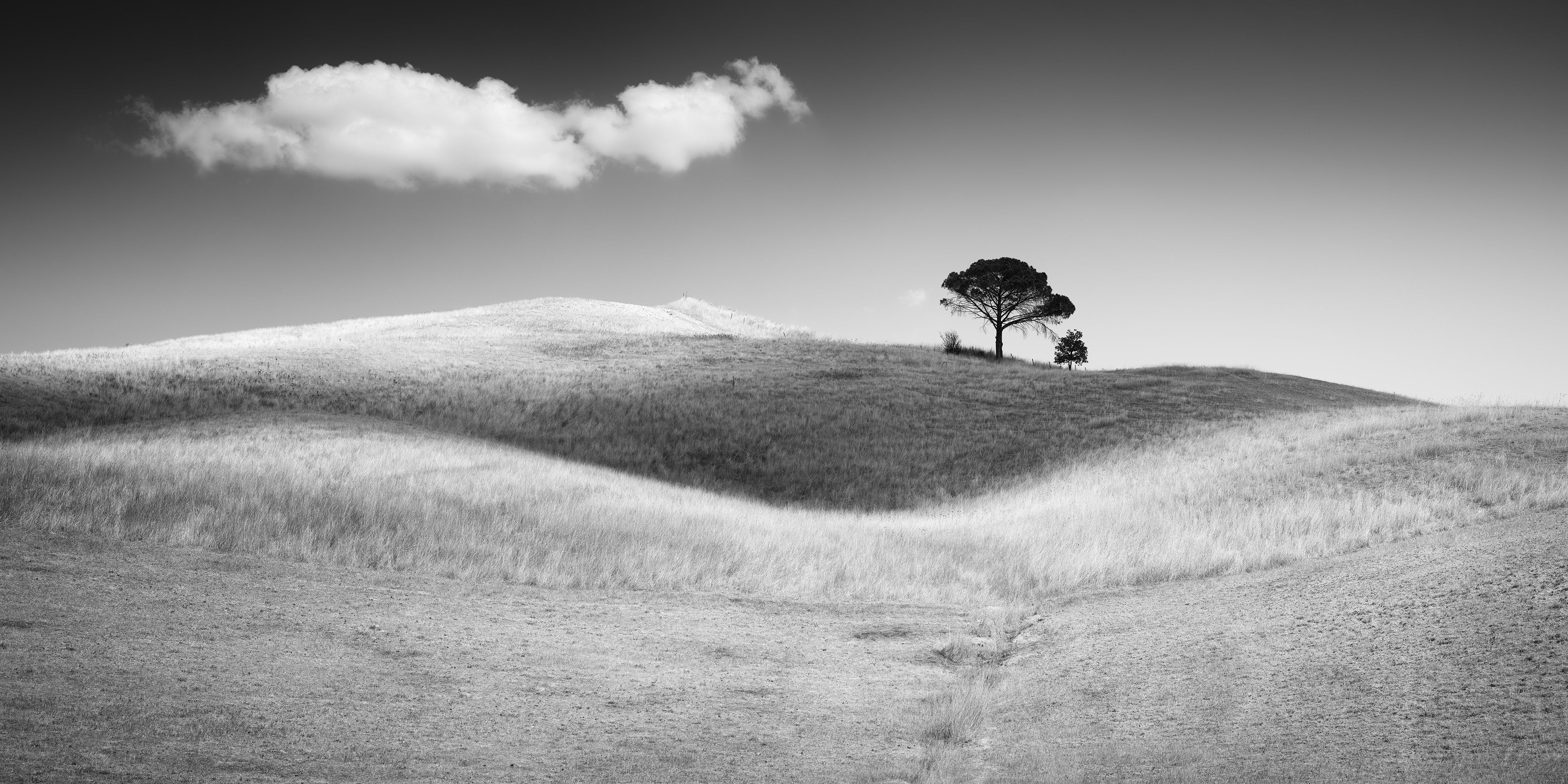Pins parasols italiens en Toscane, photographie de paysage en noir et blanc, édition limitée