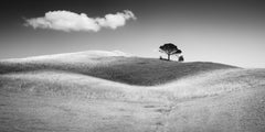 Italian Stone Pines in Tuscany, Black and White Landscape Photography, Limited