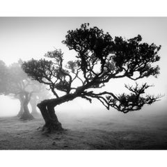 Uralter Lorbeerbaum im Nebel, Madeira, Schwarz-Weiß-Landschaftsfoto