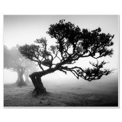 Uralter Lorbeerbaum im Nebel, Madeira, Schwarz-Weiß-Landschaftsfoto