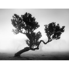 Ancient Laurisilva Forest Study 3 – Fanal, Madeira, Black-and-White Photography