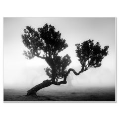 Ancient Laurisilva Forest Study 3 – Fanal, Madeira, Black-and-White Photography