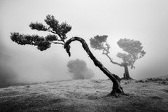 Étude n° 2 de la forêt ancienne de Laurisilva, photographie en noir et blanc en édition limitée