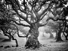 Ancient Laurisilva Forest Black-and-White Fine Art Photograph, Limited Edition