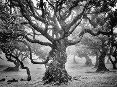 Studie 7 zum uralten Laurisilva-Wald – Madeira, Schwarz-Weiß-Kunstfotografie
