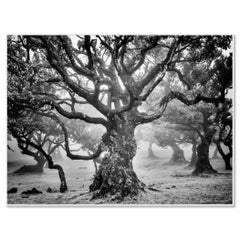 Studie 7 zum uralten Laurisilva-Wald – Madeira, Schwarz-Weiß-Kunstfotografie