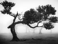 Uraltes Laurisilva-Waldgebiet 9 – Fanal-Wald, Madeira, Fotografie in limitierter Auflage