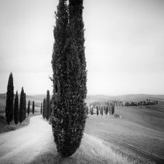 Cypress Trees Study 2, Black-and-White Fine Art Photograph, Tuscany, Italy